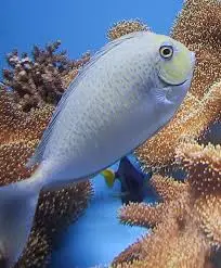 Tang: Spotted Unicorn; Fiji