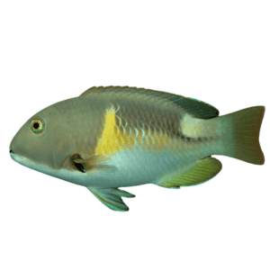 Wrasse: Anchor Tusk