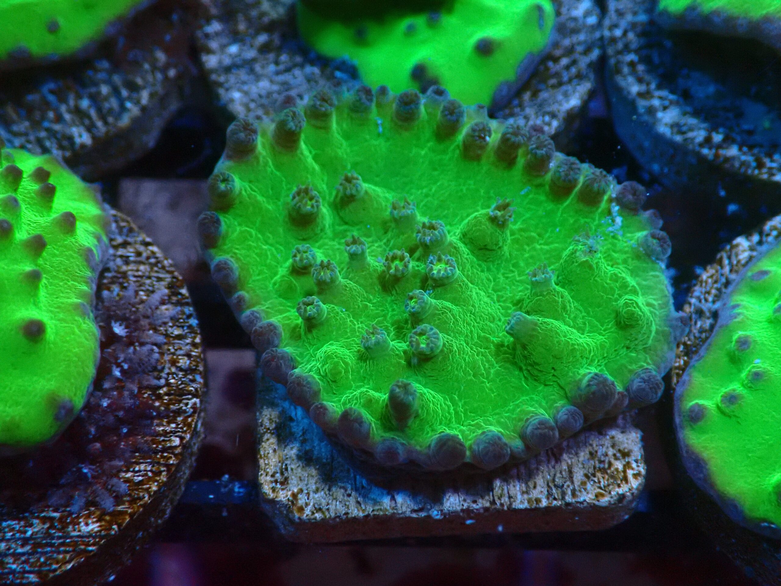 SDC Cup: Super Gr Coral Cul