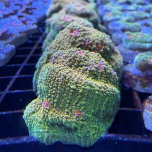 Medium 3G Mummy Eye Chalice Coral with vibrant coloration and sculpted ridges in reef aquarium