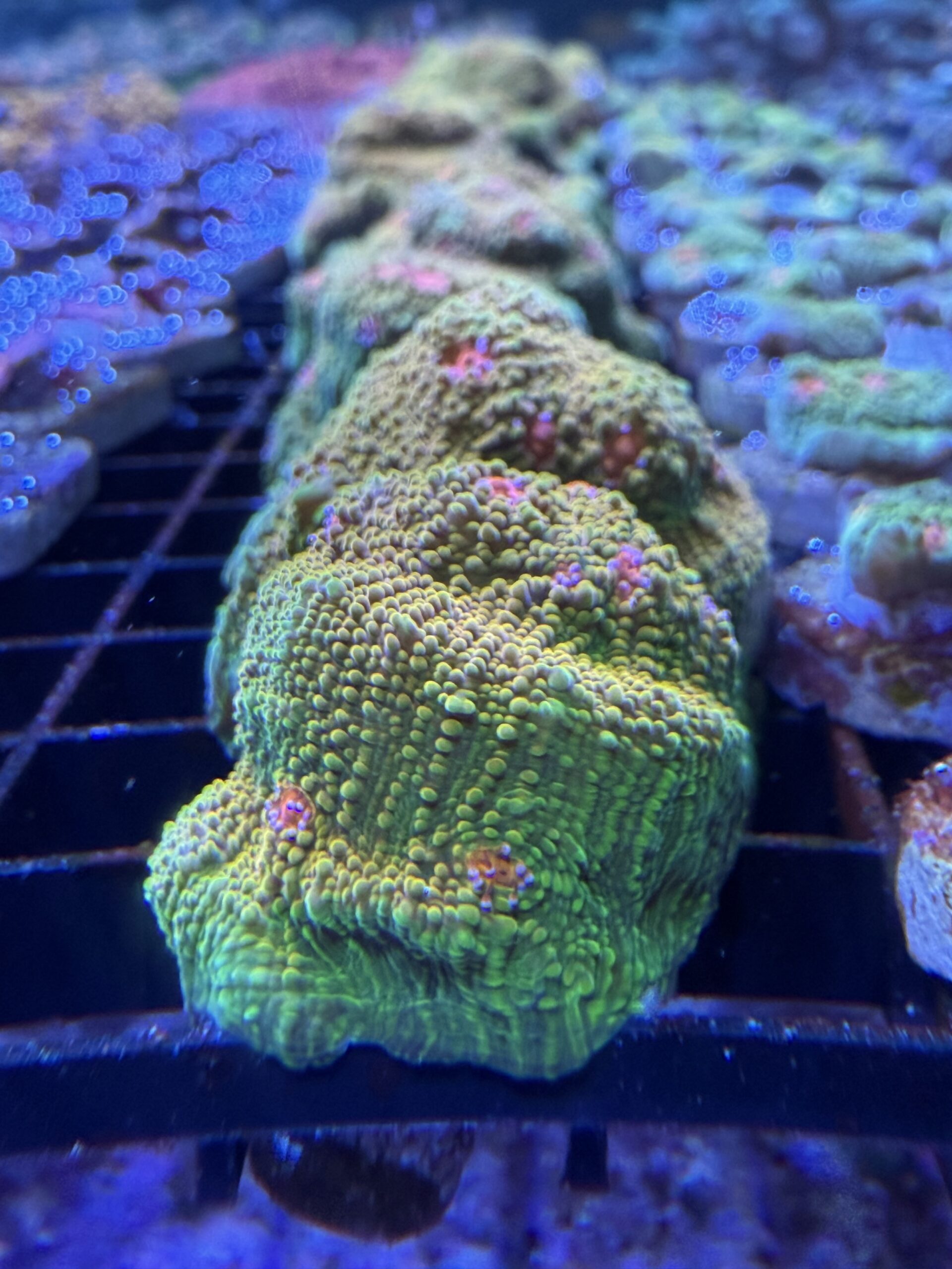 Medium 3G Mummy Eye Chalice Coral with vibrant coloration and sculpted ridges in reef aquarium