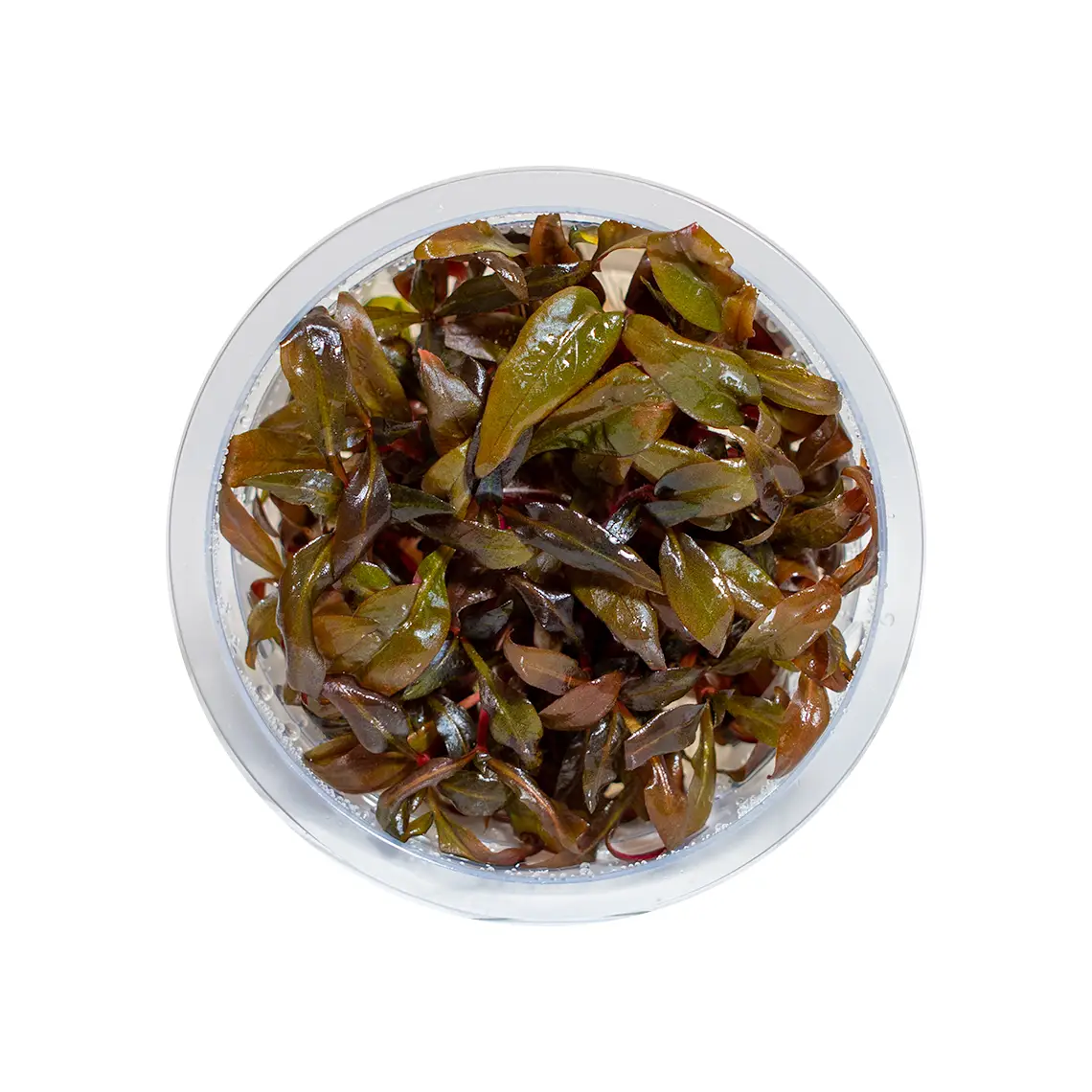 red Alternanthera Reineckii Mini AquaZen plant in a container for display