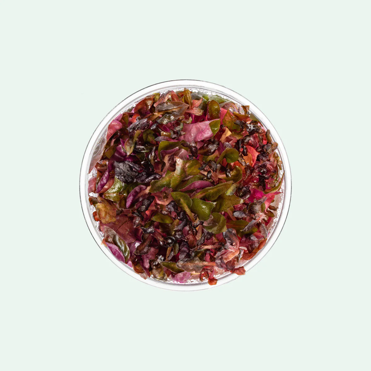 Alternanthera rosaefolia freshwater tank plant with red leaves growing in an aquascaped aquarium midground