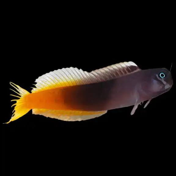 Blenny: Bicolor; Male
