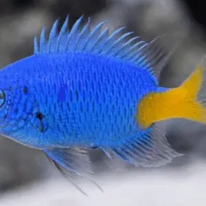 Blue Damsel - Chrysiptera cyanea