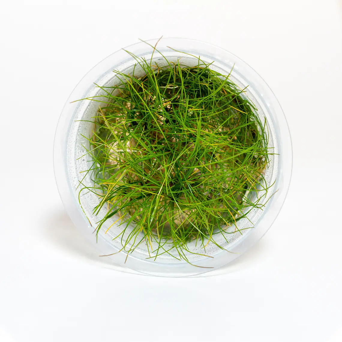 Eleocharis acicularis Mini aquatic plant in container for foreground aquascapes