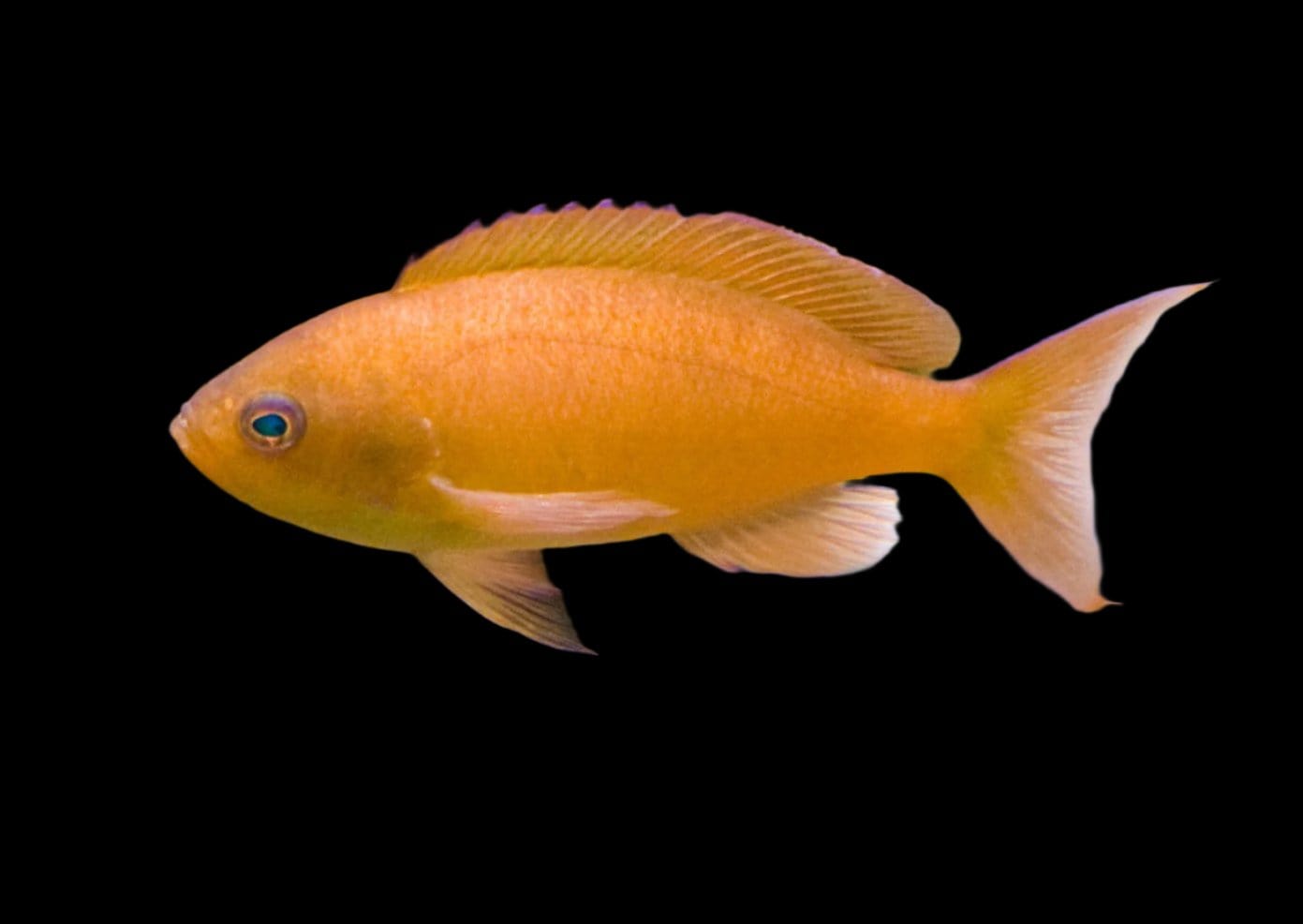 Anthias: Carberry; Fem; Mald.