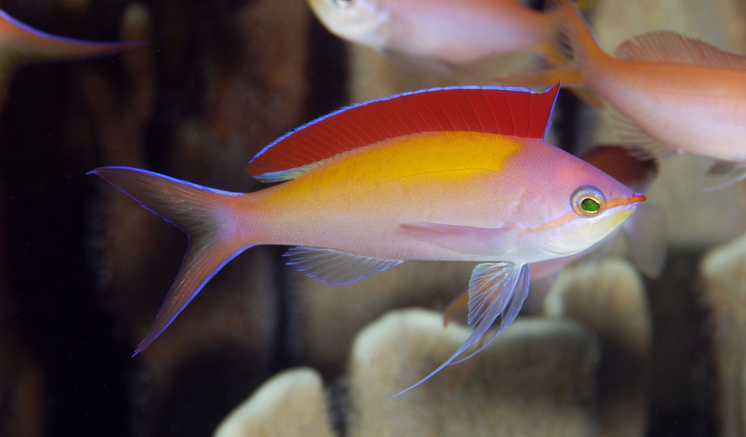 Anthias: Dispar; Male; Mar.