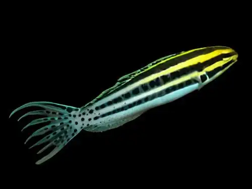 Blenny: Striped Cateye ;TR