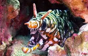Eel: Dragon; Male; Japan