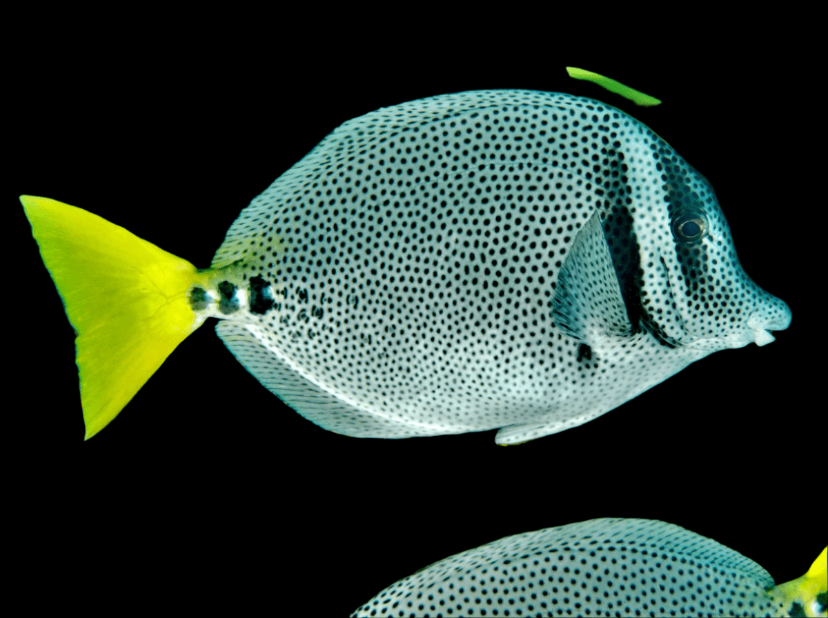 Tang: Sawtail Spotted