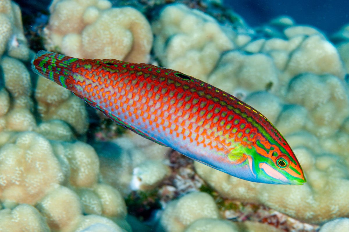 Wrasse: Christmas; Fiji