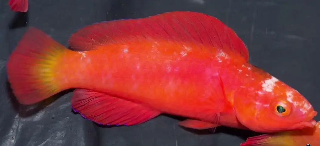 Wrasse: Magma Fairy Wrs;Super Male