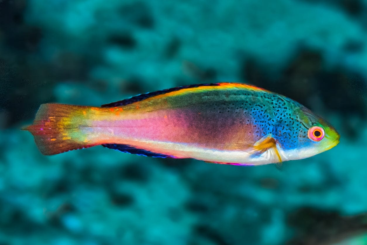 Wrasse: Scotts; Male; Aus.