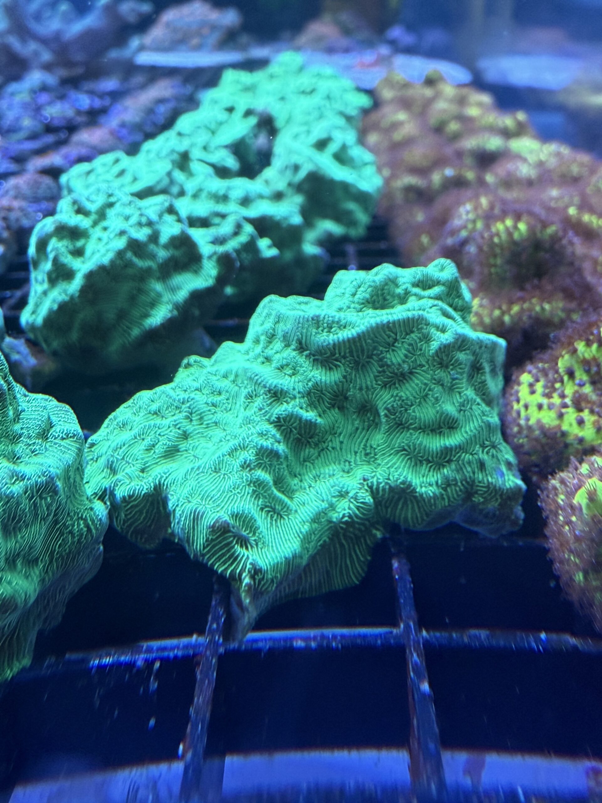 Green Hulk Leptoseris Coral frag under actinic reef lighting egg crate frag rack
