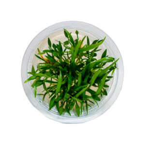 Helanthium tenellum container plant for freshwater aquascaping and carpet-style aquarium layouts