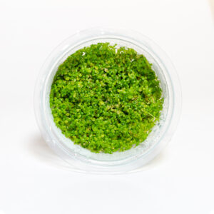 Hemianthus Callitrichoides Cuba tissue culture plant for foreground aquarium layouts