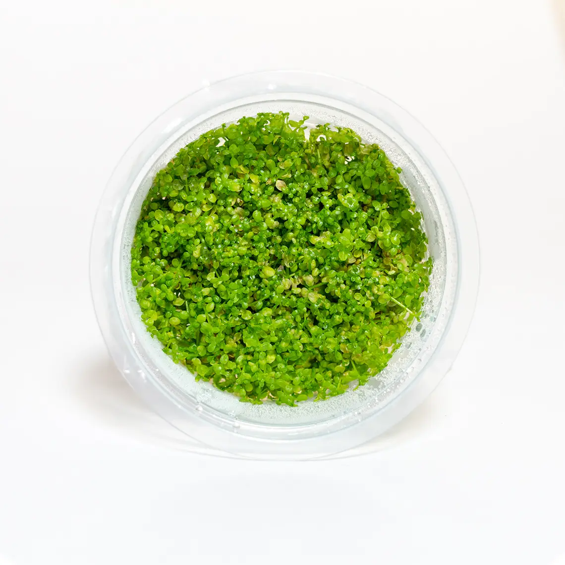 Hemianthus Callitrichoides Cuba tissue culture plant for foreground aquarium layouts