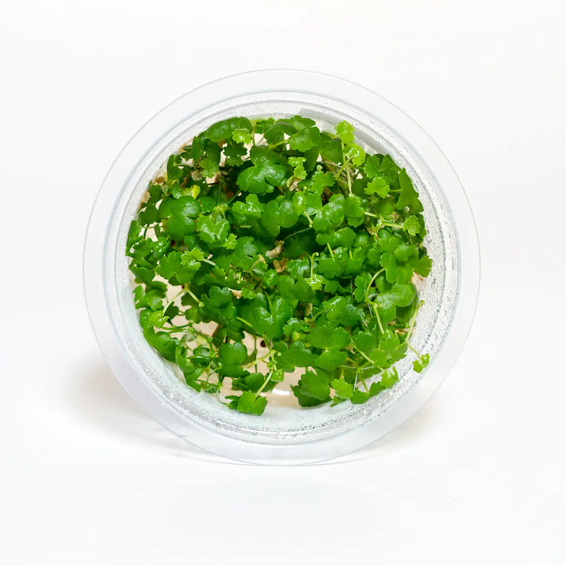 AquaZen Hydrocotyle tripartita Japan aquatic plant in shipping container with bright green compact leaf growth