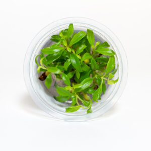 Hygrophila corymbosa 'Siamensis'