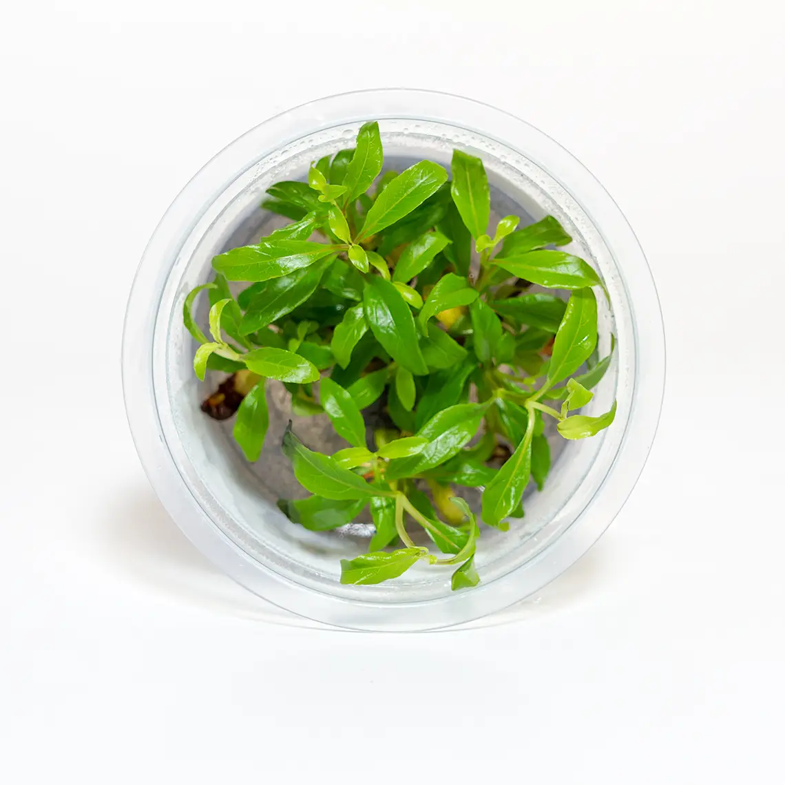 Hygrophila corymbosa 'Siamensis'