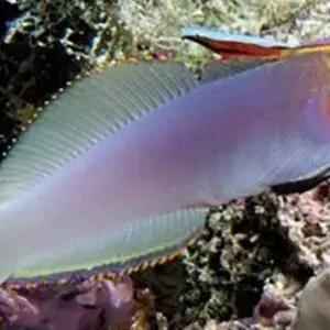 Helfrichs Firefish; Mar. - Nemateleotris helfrichi