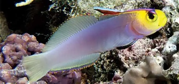 Helfrichs Firefish; Mar. - Nemateleotris helfrichi
