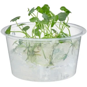 Hydrocotyle verticillata aquatic plant in transport cup for freshwater aquariums