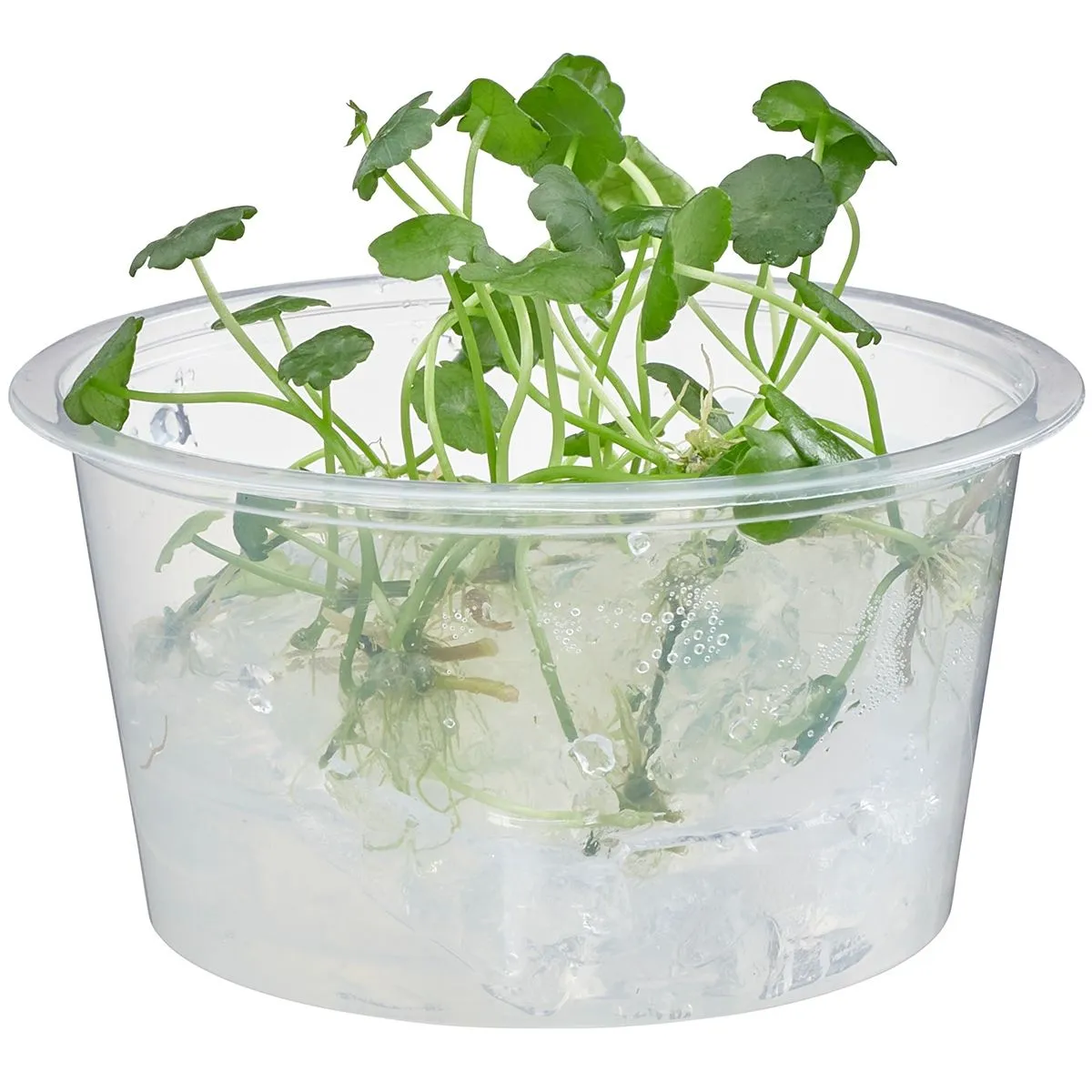 Hydrocotyle verticillata aquatic plant in transport cup for freshwater aquariums
