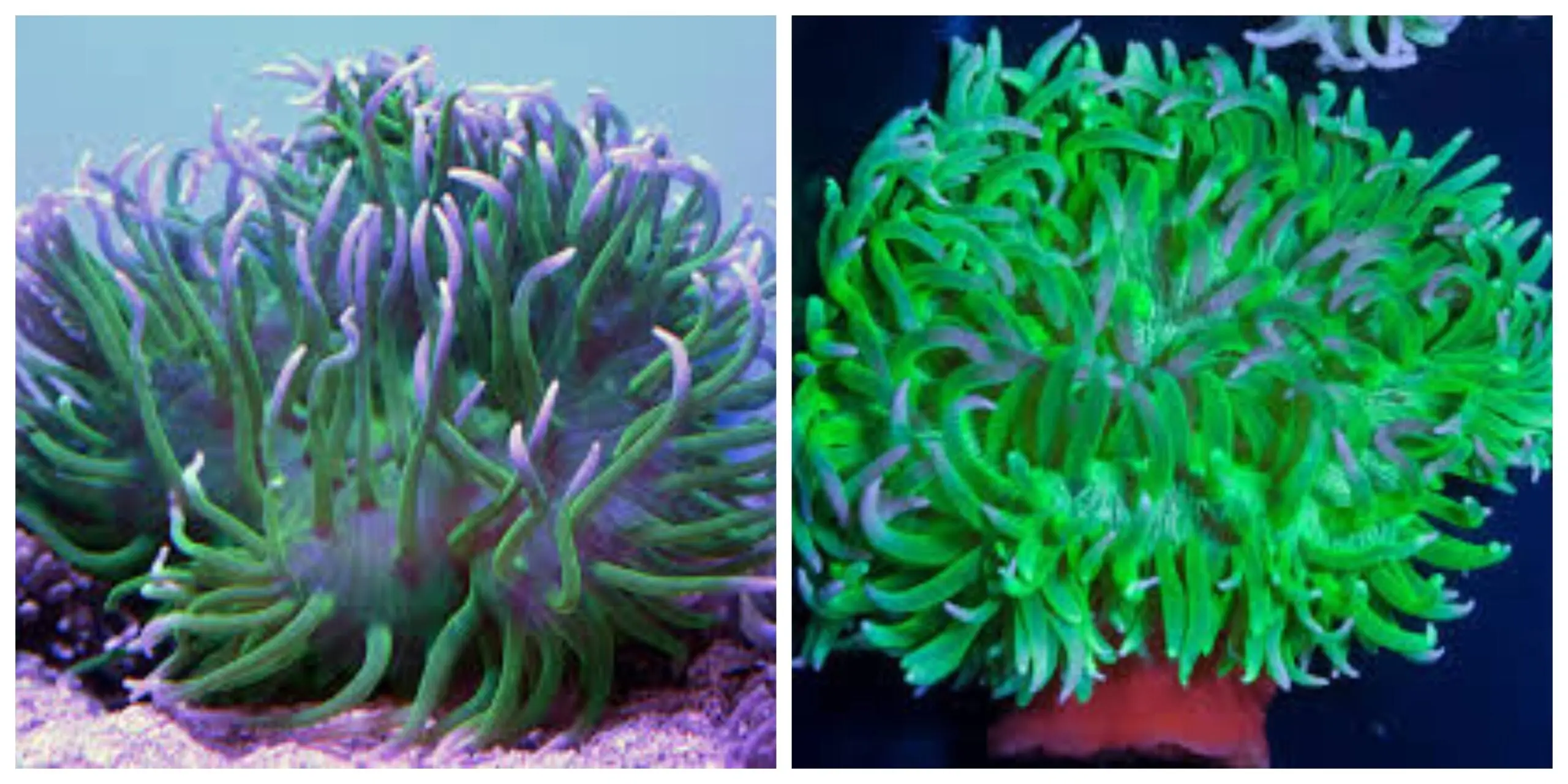 Anemone: Long Tentacle; Ultra