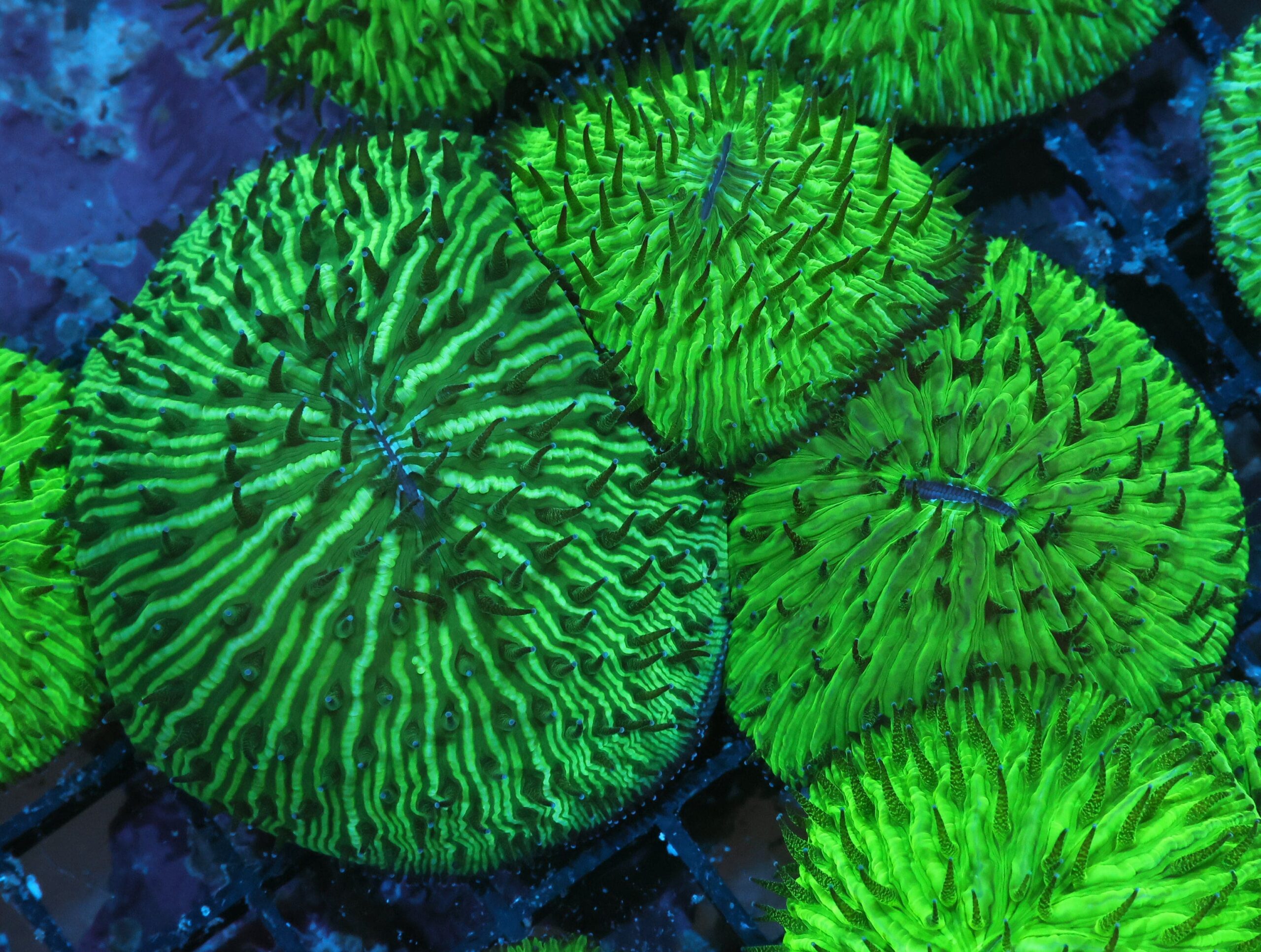 LPS: Fungia Coral Green Met Aust