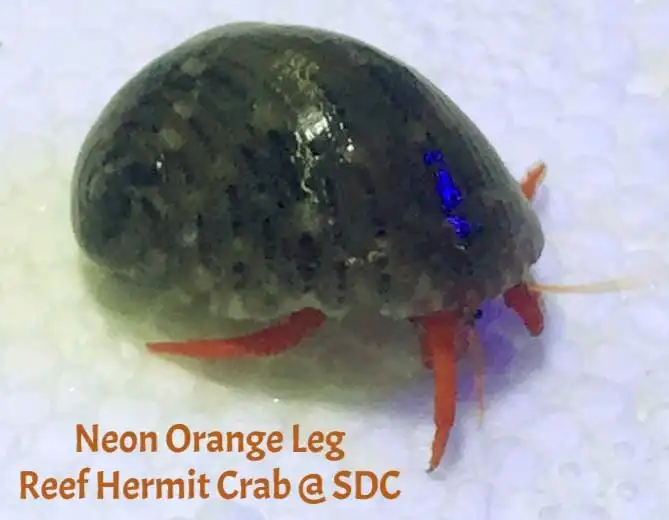 Crab: Neon Orange Hermit