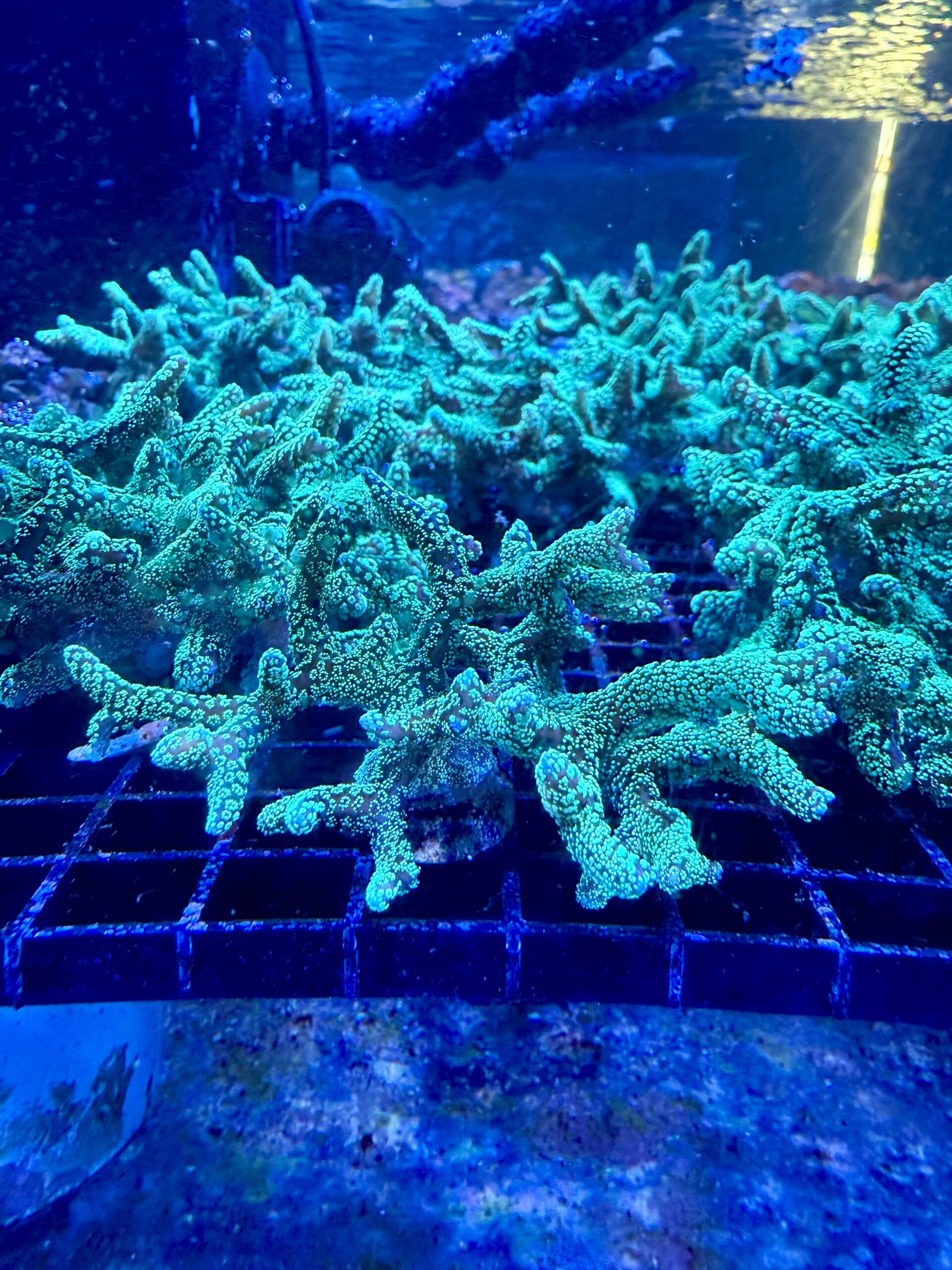 Birdsnest Coral