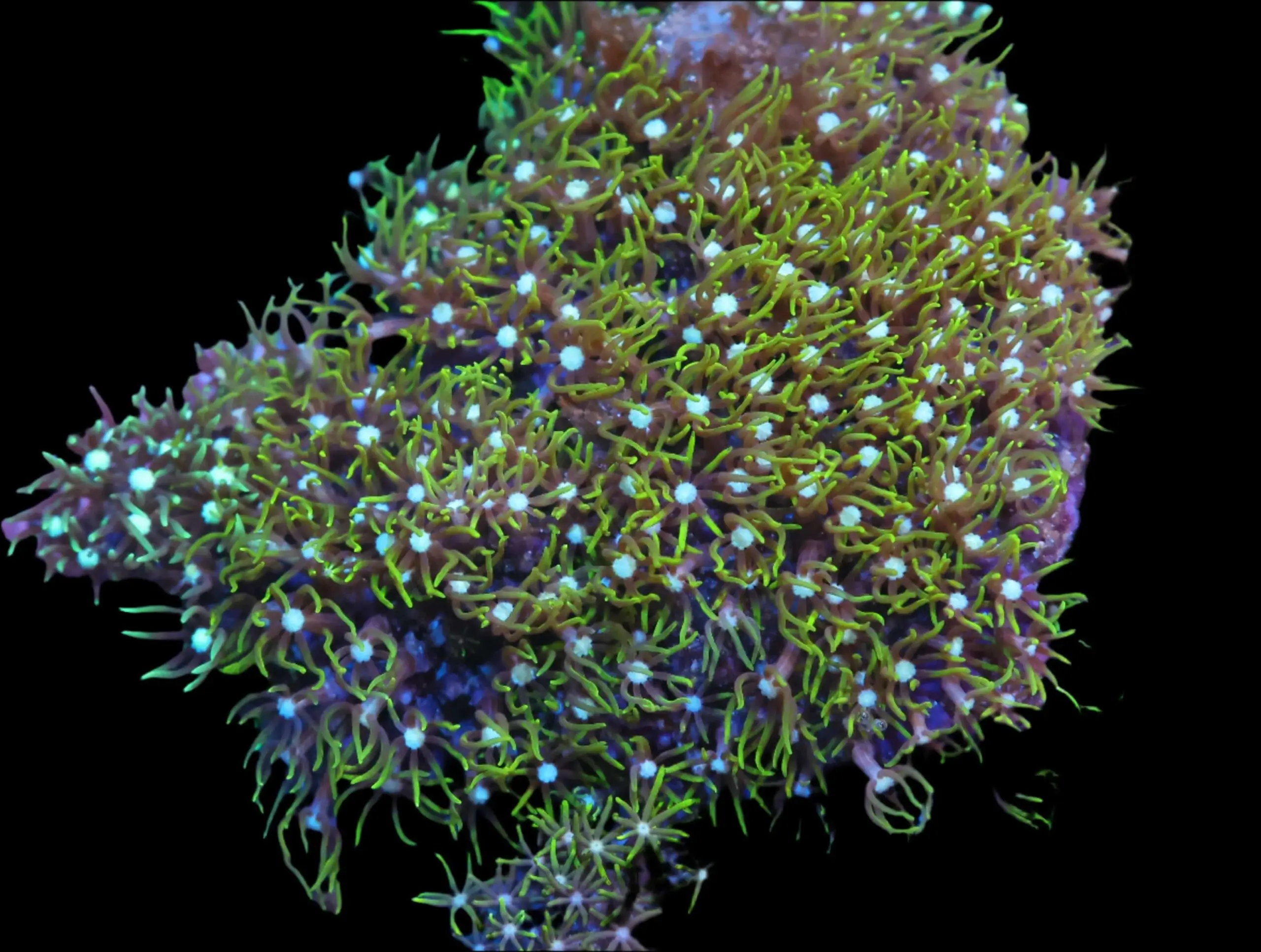 Polyp: Star; Green