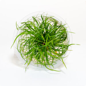 Juncus Repens aquatic plant in shipping container showing soft green leaves and well-rooted stems ready for aquarium use