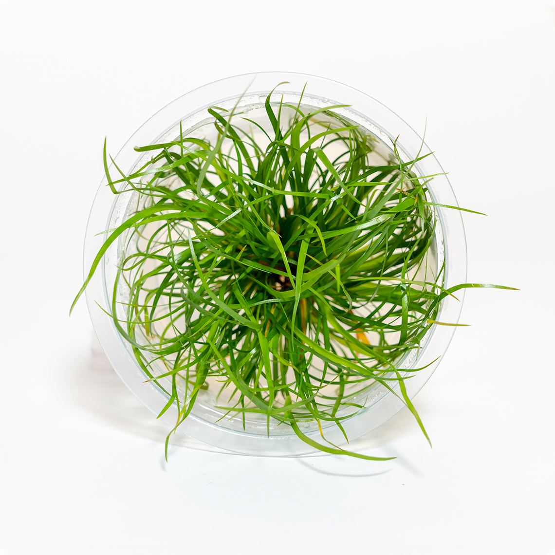 Juncus Repens aquatic plant in shipping container showing soft green leaves and well-rooted stems ready for aquarium use