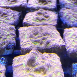 Jack-o-Lantern Leptoseris Coral frag with fluorescent orange ridges and green centers on frag plug in reef tank