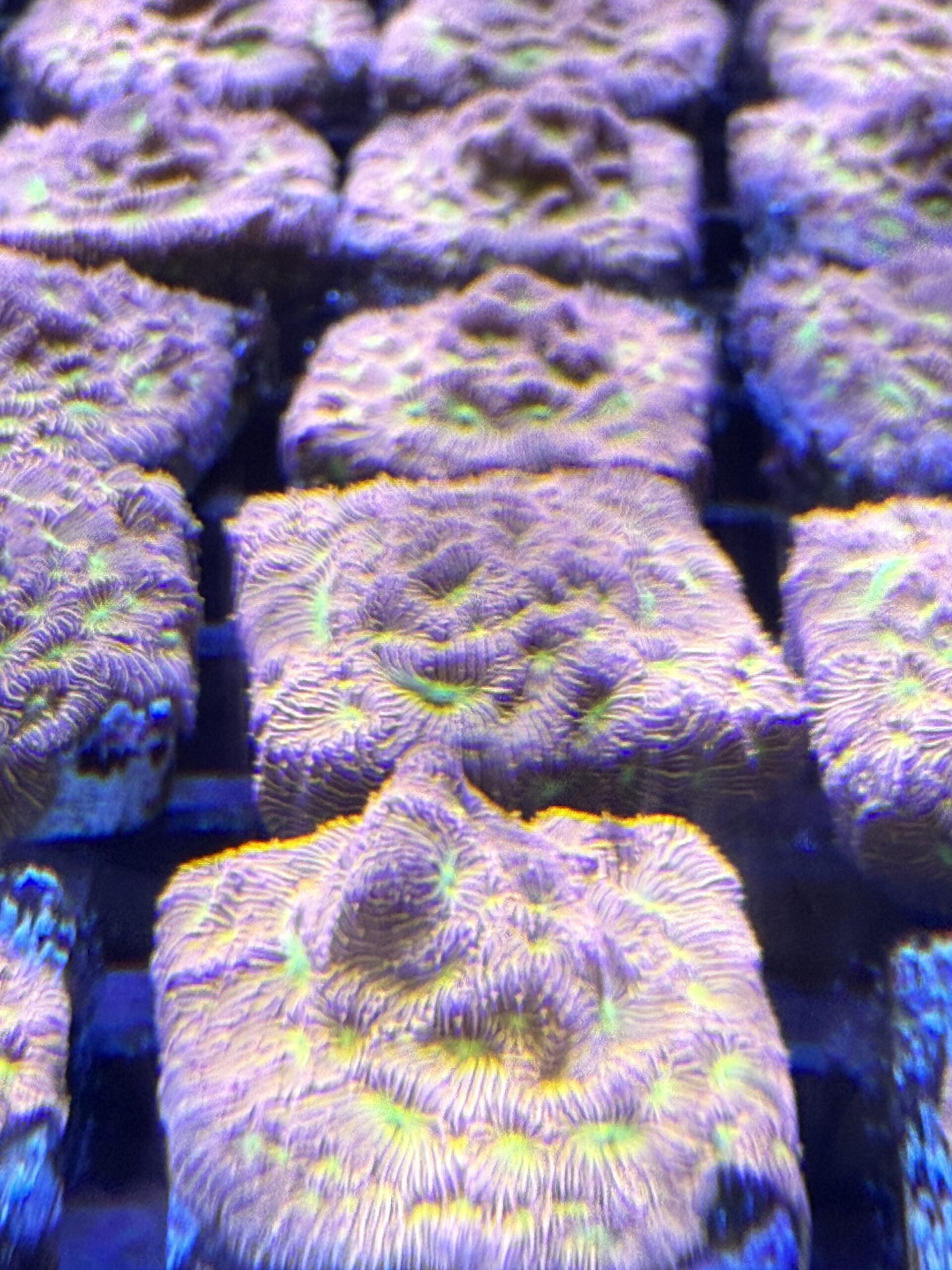 Jack-o-Lantern Leptoseris Coral frag with fluorescent orange ridges and green centers on frag plug in reef tank