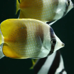 Kleins Butterfly - Chaetodon kleinii