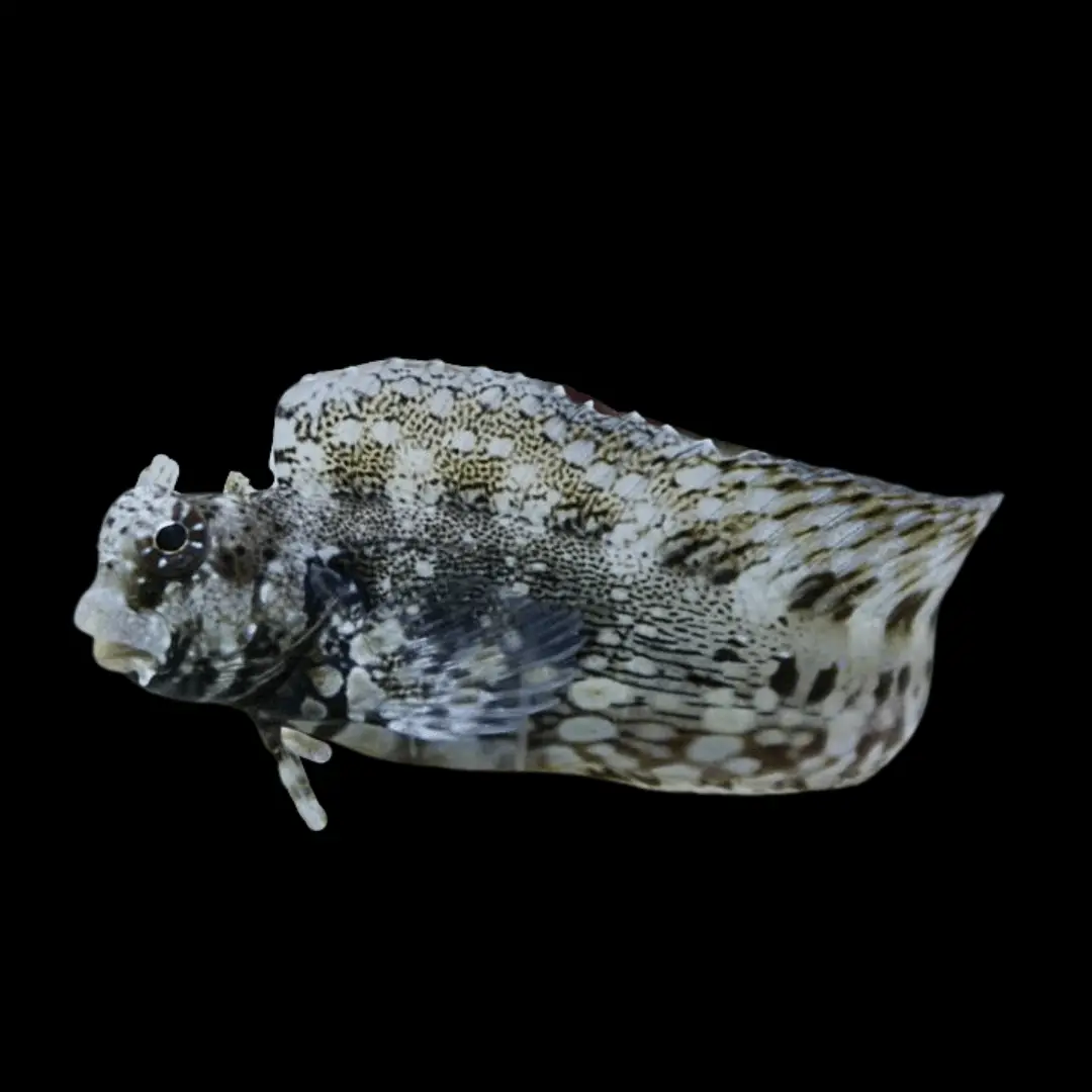 Blenny: Lawnmower