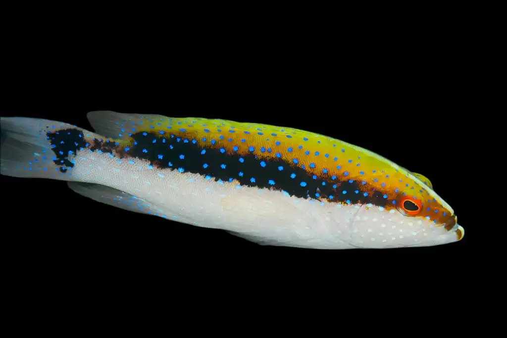 Grouper: Louti (Skunk); Fiji