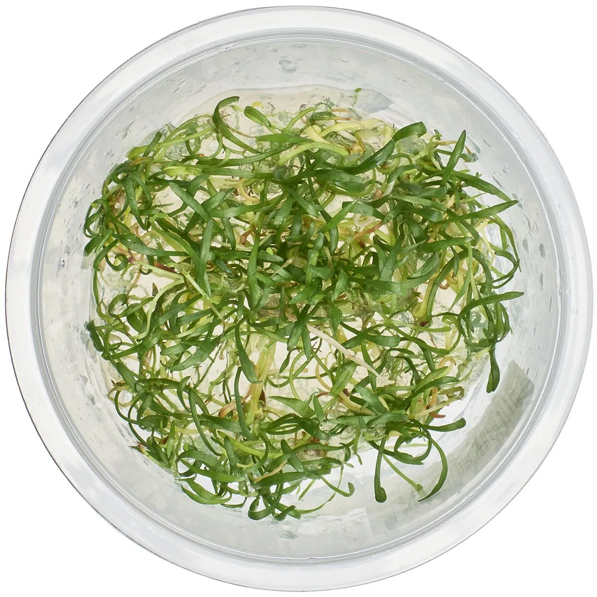 Lilaeopsis brasiliensis plant in tissue culture cup for aquascaping foreground carpet setups