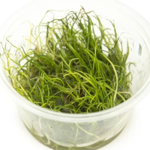 Lilaeopsis mauritiana plant in tissue culture container for aquascaping foreground use