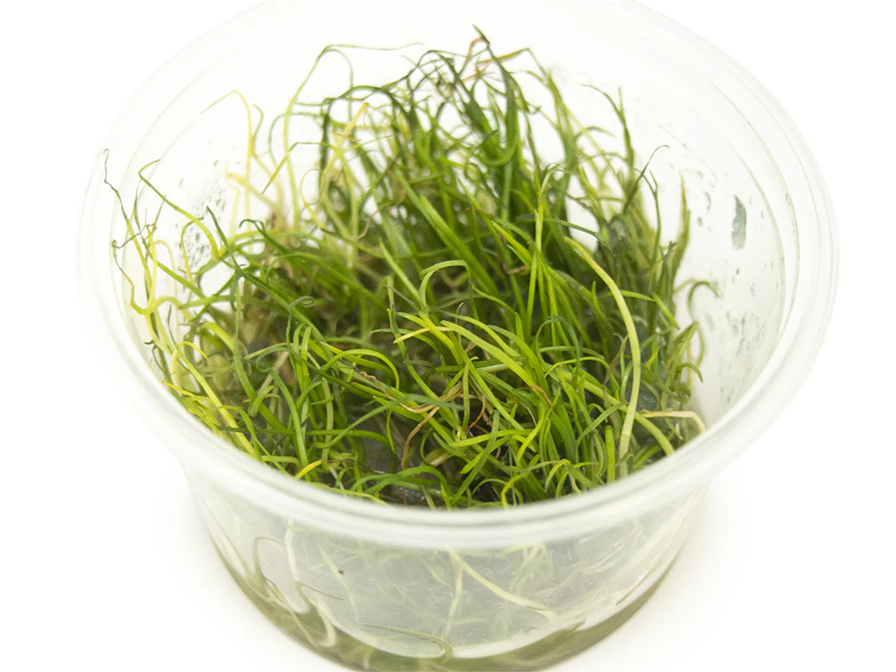 Lilaeopsis mauritiana plant in tissue culture container for aquascaping foreground use