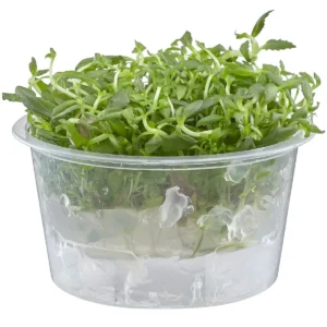 Limnophila aromatica plant in tissue culture cup for aquarium background use