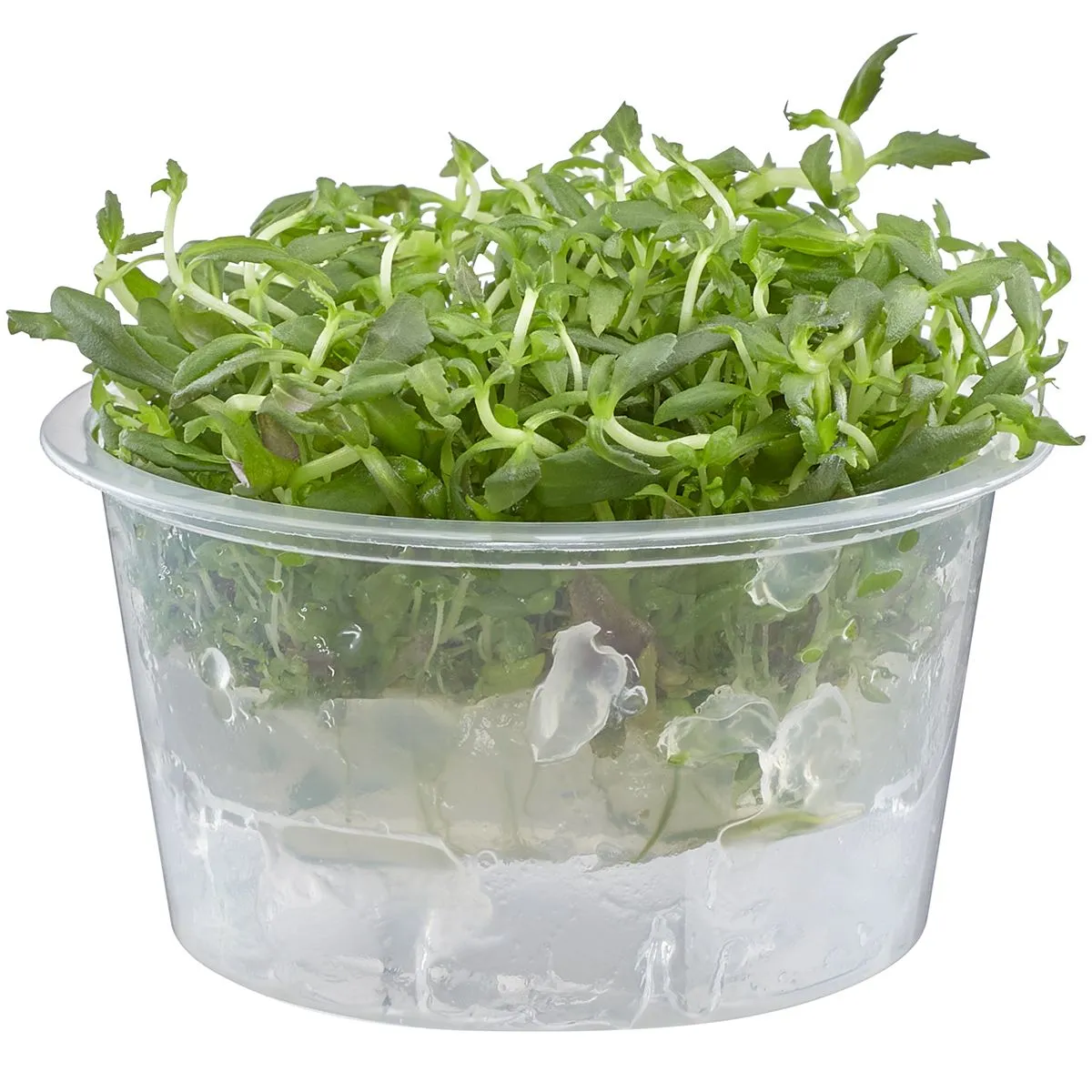 Limnophila aromatica plant in tissue culture cup for aquarium background use