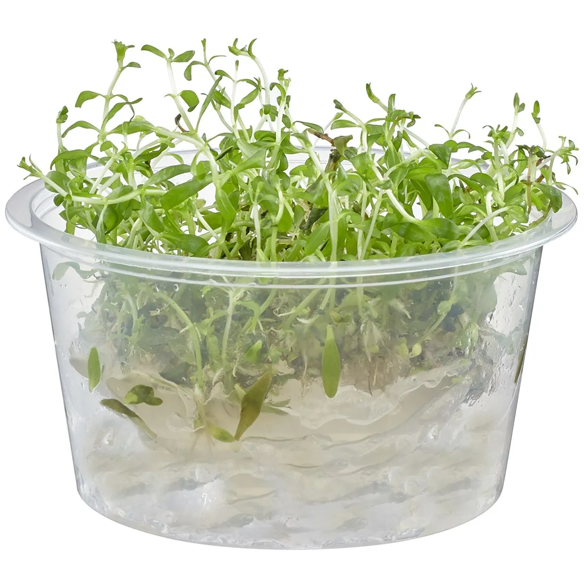 Ludwigia Inclinata Cuba New freshwater aquarium plant in shipping container