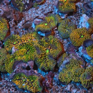 Mushroom: Ricordea: Super;Atl.(Per Polyp