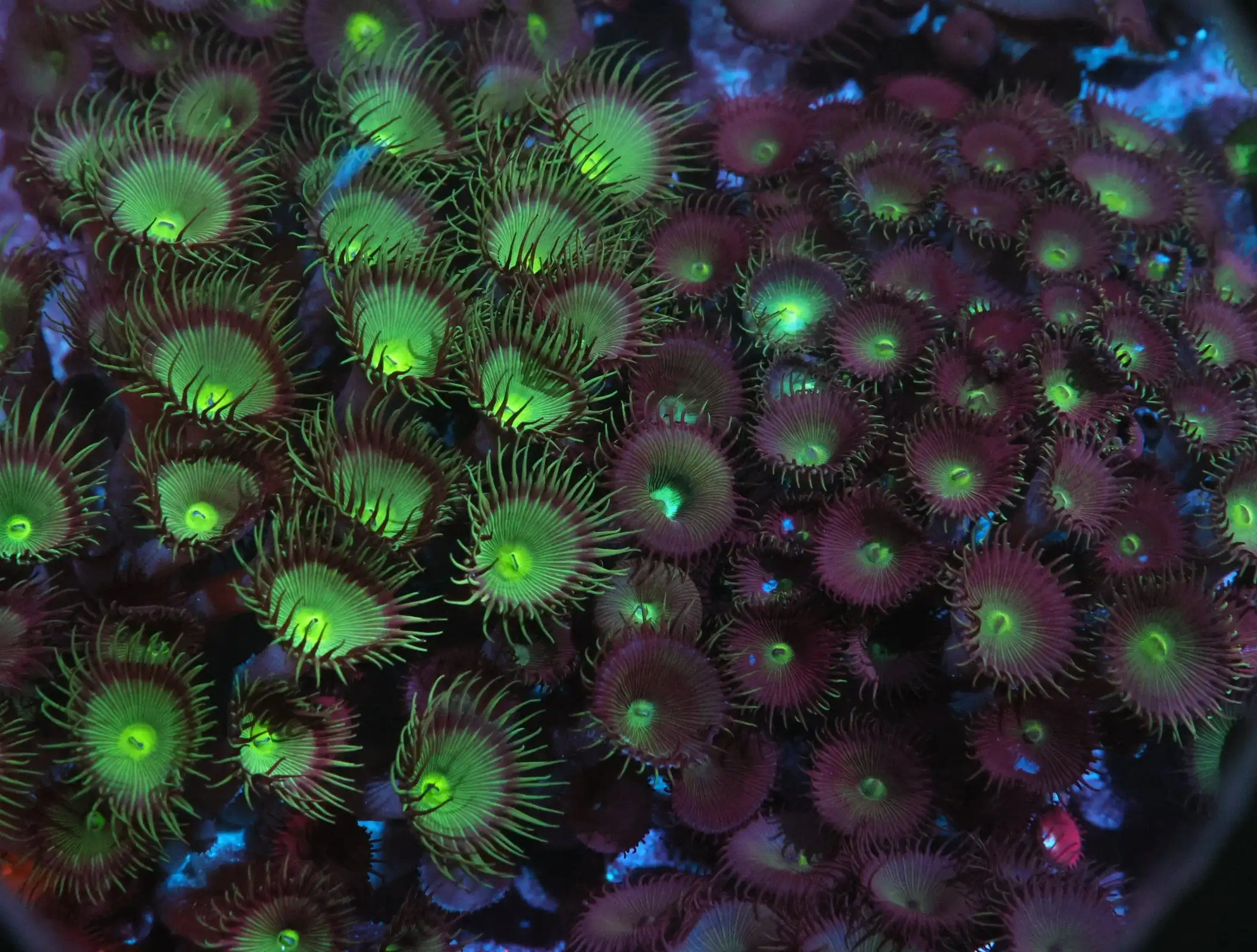 Polyp: Button (Paly); Metallic
