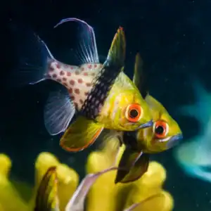 Orbic (Pajama) Cardinal - Sphaeramia nematoptera